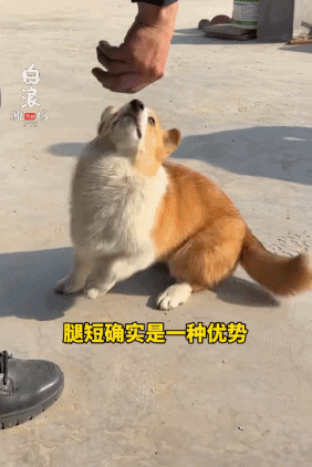“请叫我福sir!”全国首只“柯警官”最新训练场面大公开