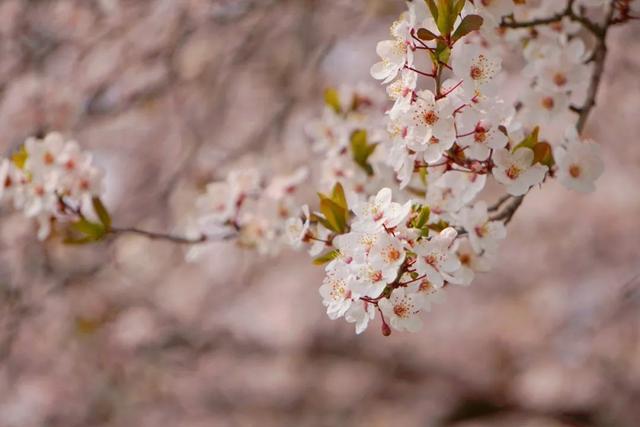 神仙颜值!陕西师范大学“最美校花”惊艳亮相,高清大图最新曝光!