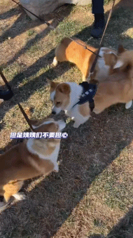 “请叫我福sir!”全国首只“柯警官”最新训练场面大公开