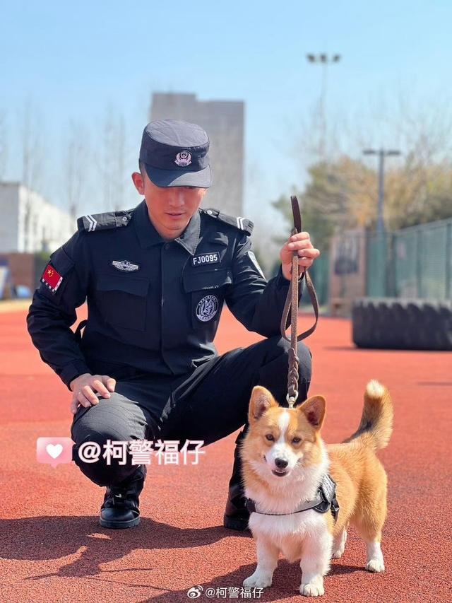 “请叫我福sir!”全国首只“柯警官”最新训练场面大公开