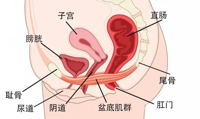 女性须知:关于阴道,建议你了解4个正经冷知识,别再不好意思了
