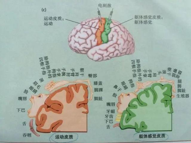 鬼才导演昆汀被曝花1万舔美女脚,他的恋足癖到底多严重?