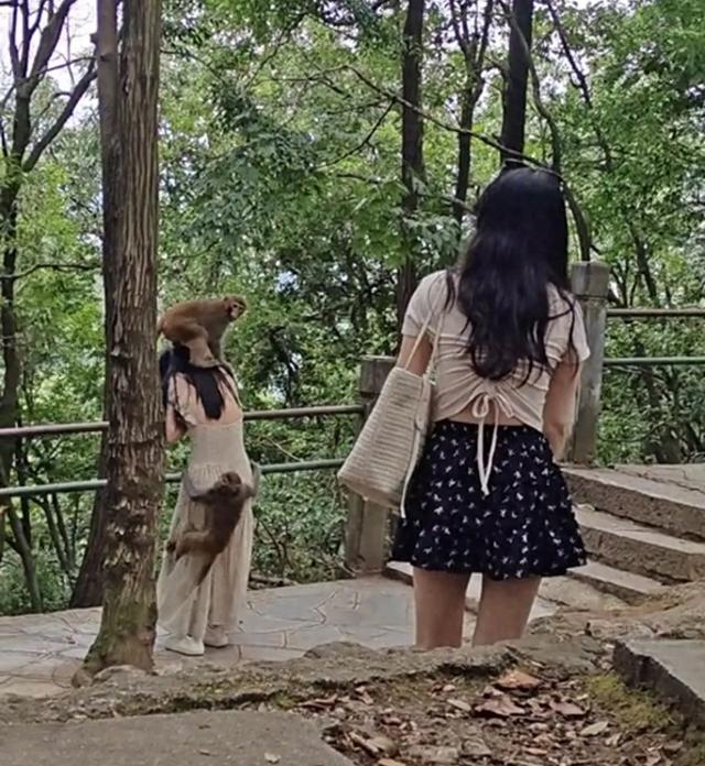 骑头抱臀掀裙底,女游客被黔灵山猴群袭击吓到尖叫,景区回应……