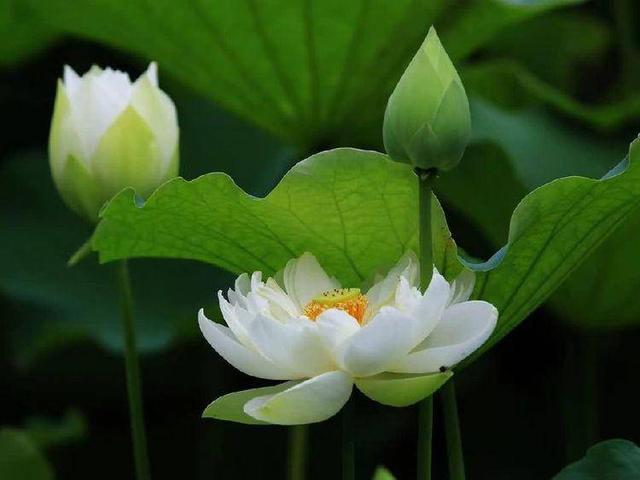 夏日咏荷与巾帼女神(诗词六首)